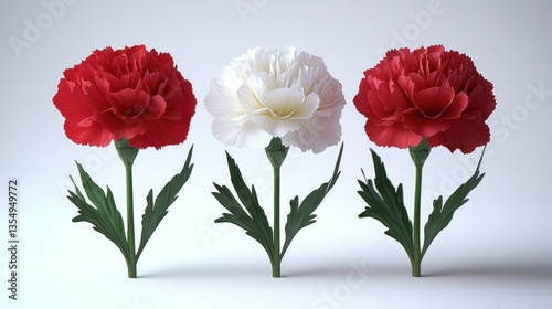 Red, white carnations studio shot, floral design