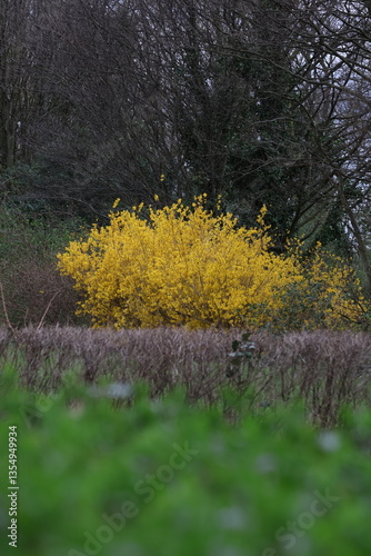 yellow flowers in the forest