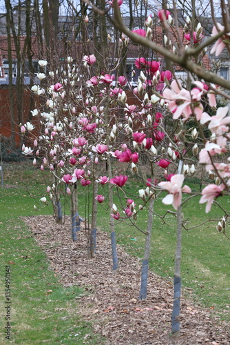 magnolia tree in bloom