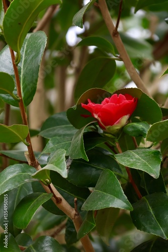 red rose in the garden