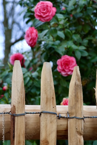 pink flowers on fence