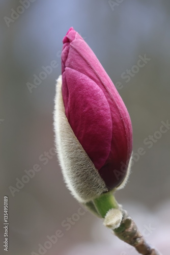 buds of magnolia