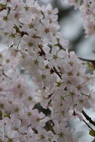 pink cherry blossom