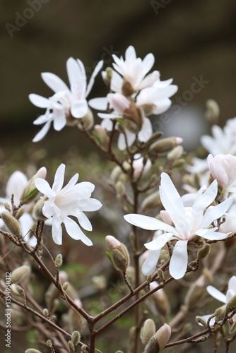 white tree blossom
