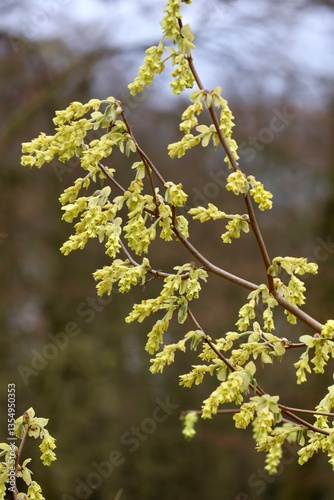 yellow leaves