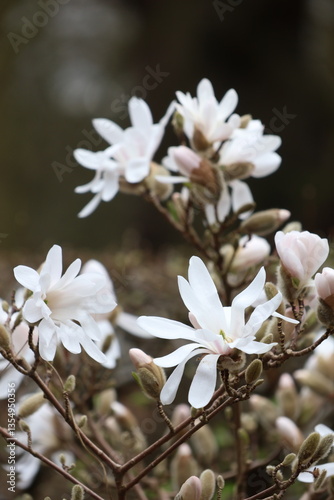 White flower tree