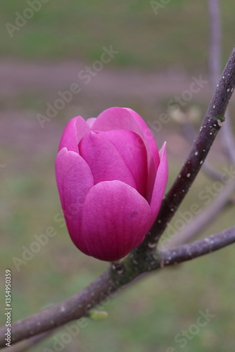 pink magnolia flower
