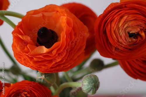 ranunculus flower