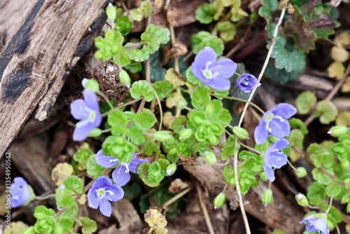 flowers in the forest