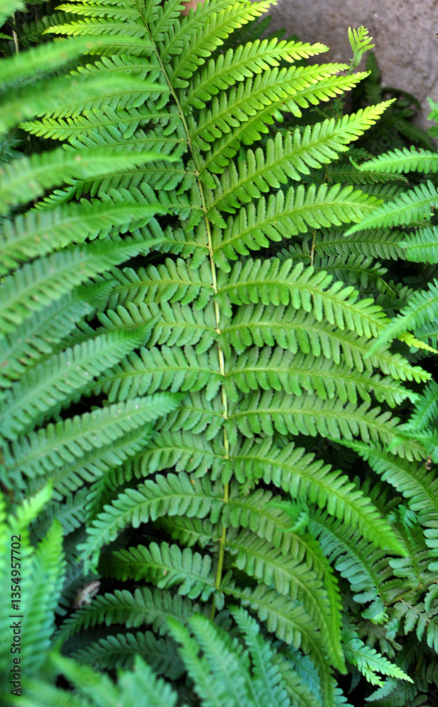Fern (Dryopteris filix-mas) grows in the forest Fern (Dryopteris filix-mas) grows in the forest