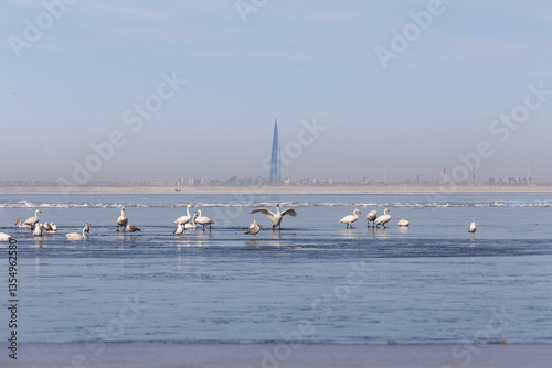 Swans resting in a thawed patch in the Gulf of Finland against the backdrop of a skyscraper.