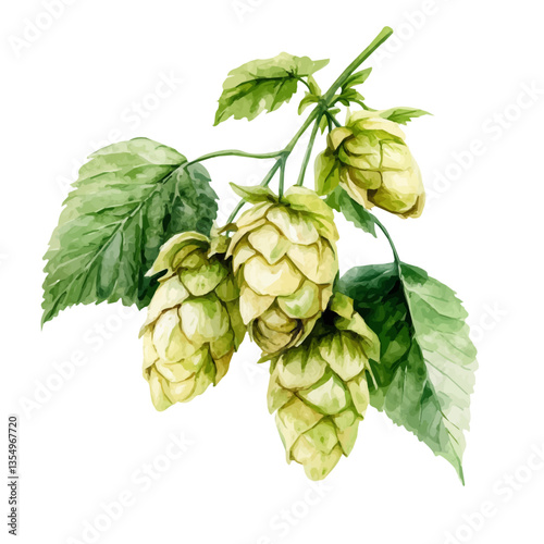 watercolor of Hops Branch, isolated on a white background.