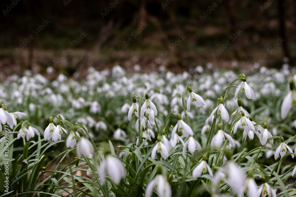 Obraz premium Schneeglocken