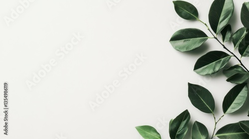 Fresh green leaves on white background (1)