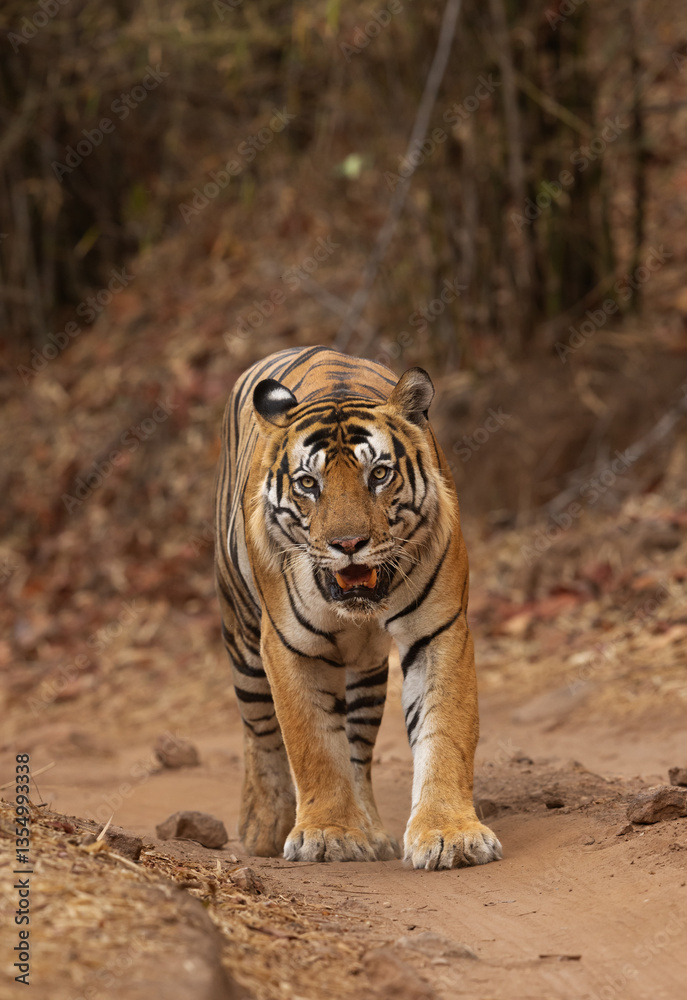 Fototapeta premium Closeup of a tiger walking at Bhandavgarh Tiger Reserve, Madhya pradesh, India