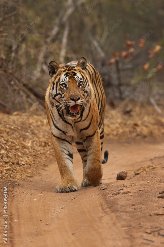 Obraz premium A tiger walking on road of Bhandavgarh Tiger Reserve, Madhya pradesh, India