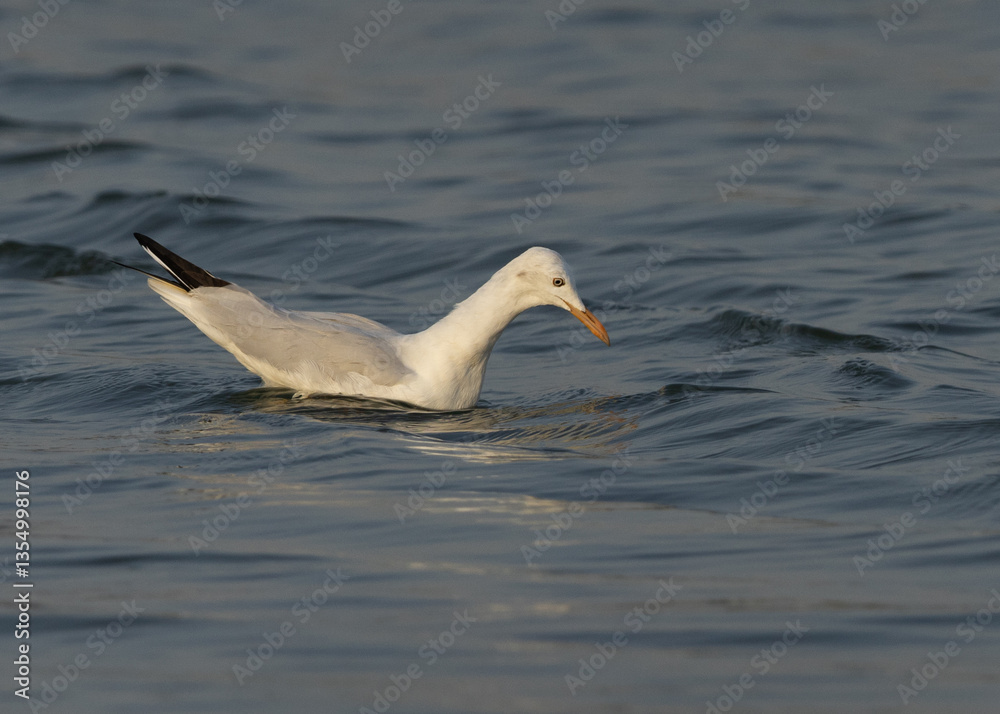 Fototapeta premium Sender-billed seagull at Tubli bay, Bahrain