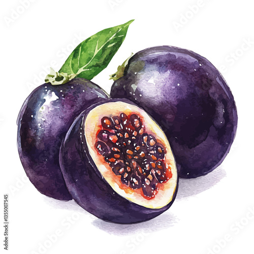watercolor of Jabuticaba Slice, isolated on a white background.