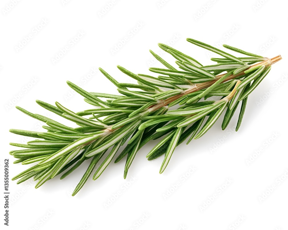 Fototapeta premium Fresh Rosemary Sprig Close-up