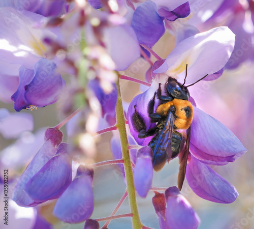A Close-up Image of a Carpenter Bee Feeding on a Wisteria Blossom