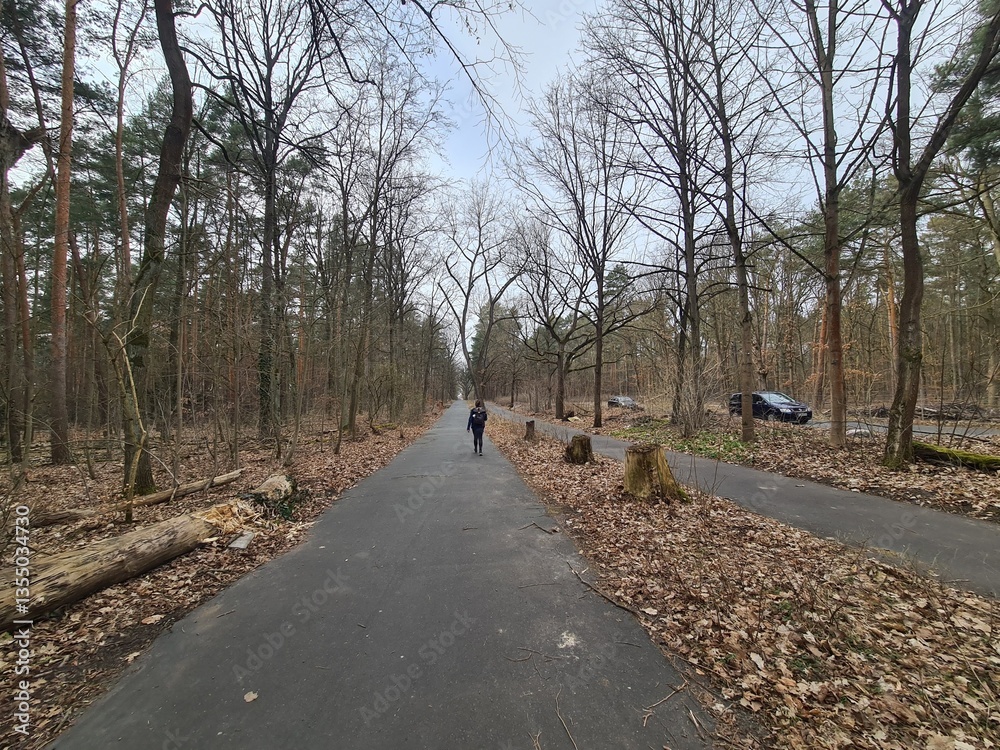 nature forest path at Berlin Wannsee in Steglitz - Zehlendorf nature forest path at Berlin Wannsee in Steglitz - Zehlendorf