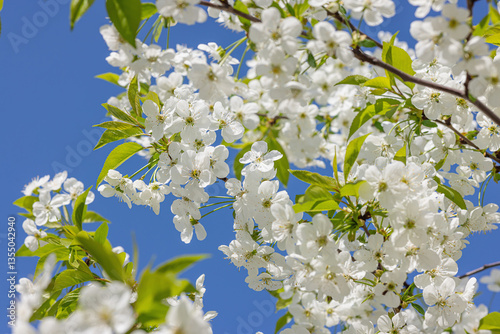 Blooming cherry tree in the city on the background of the cloudless blue sky. Spring seasonal