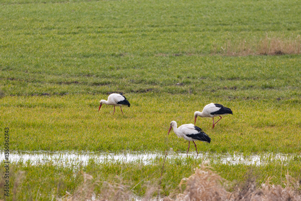 storks on a meadow during daytime