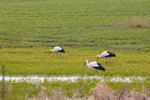 Obraz na płótnie storks on a meadow during daytime w salonie