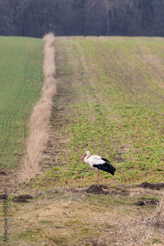 Obraz na płótnie storks on a meadow during daytime w salonie