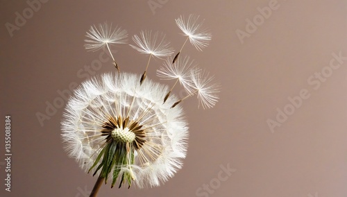 Dandelion clock with seeds spreading away, delicate nature, close up