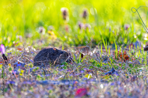 The eastern meadow vole (Microtus pennsylvanicus), sometimes called the field mouse or meadow mouse photo