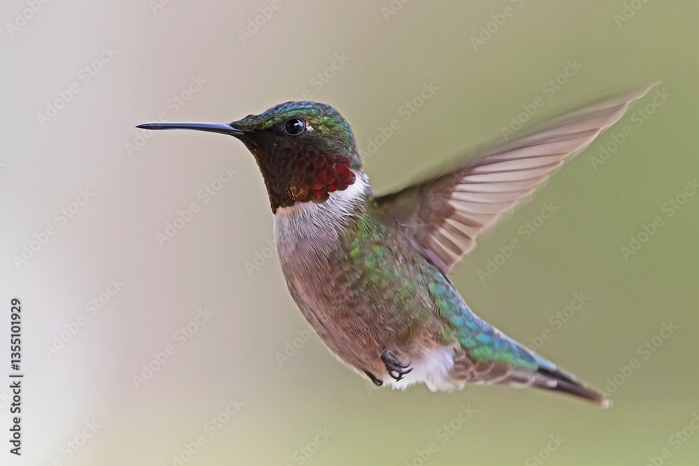 Fototapeta premium hummingbird