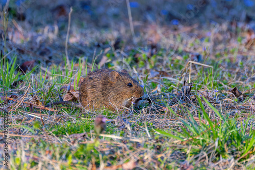 The eastern meadow vole (Microtus pennsylvanicus), sometimes called the field mouse or meadow mouse photo