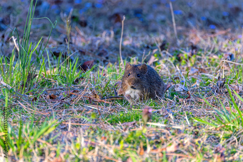 The eastern meadow vole (Microtus pennsylvanicus), sometimes called the field mouse or meadow mouse photo