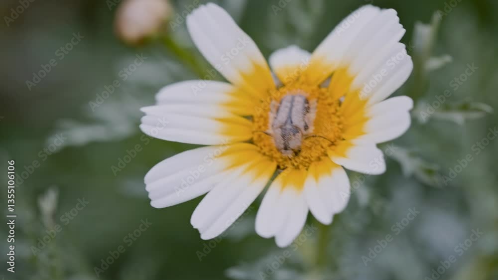 Gray hoplia feeding on crown daisy flower Gray hoplia feeding on crown daisy flower