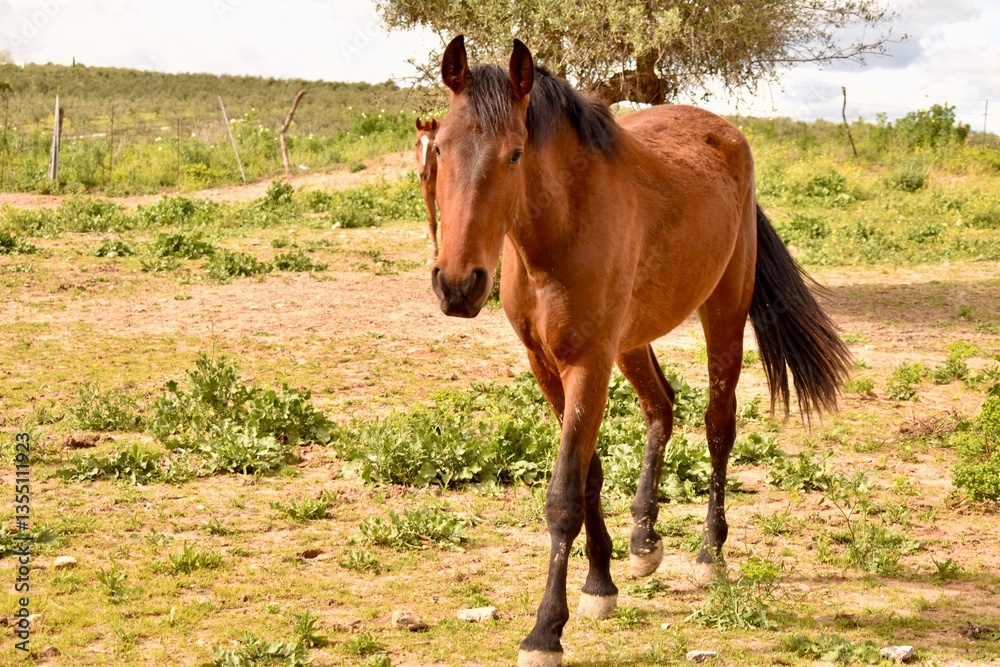 Brown horses graze on a green meadow Brown horses graze on a green meadow