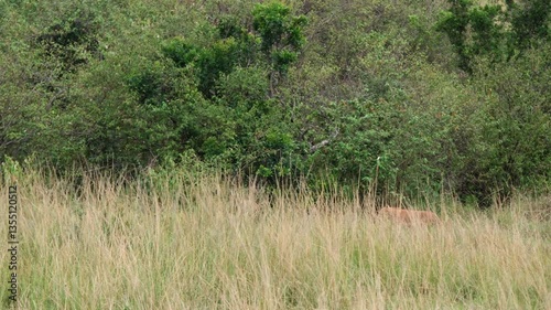 Lions in the Savannah