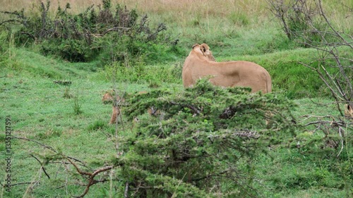 Lions in the wild