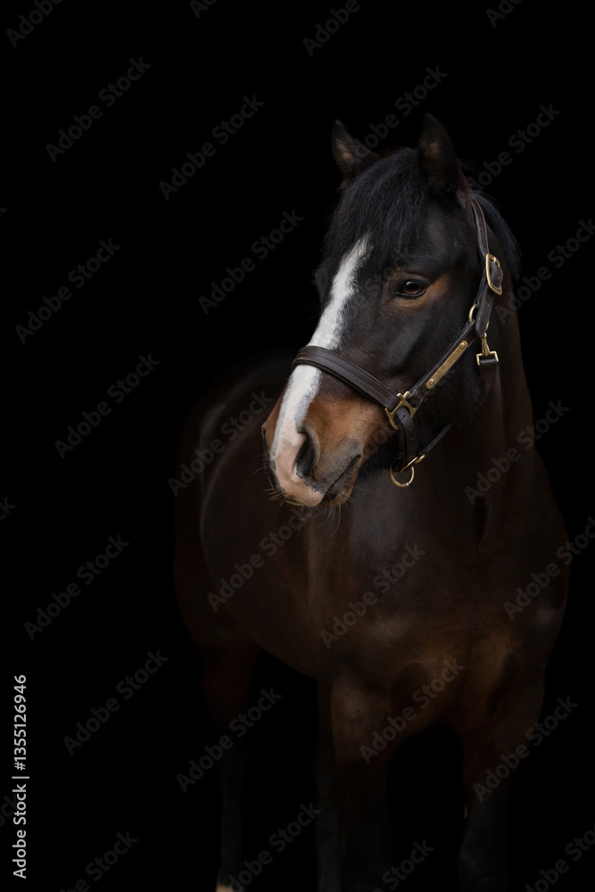 Obraz premium Close-up portrait of brown white horse on black background, isolated equine photography. Fine art photography