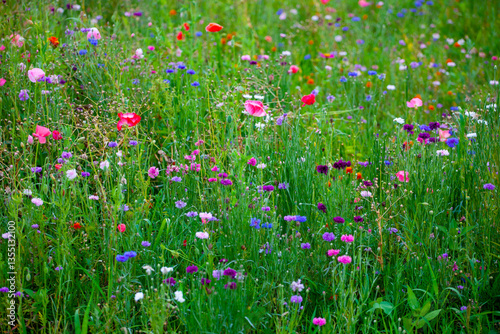 The meadow is filled with flowers in various shades. Their colors and delicate beauty blend with the green grass, making this picture very attractive