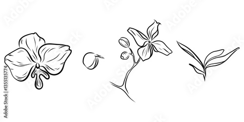 Hand drawn orchid flower set, branch, bud, flower, leaves, inflorescence. Flower set for invitations, designs, cards doodle style
