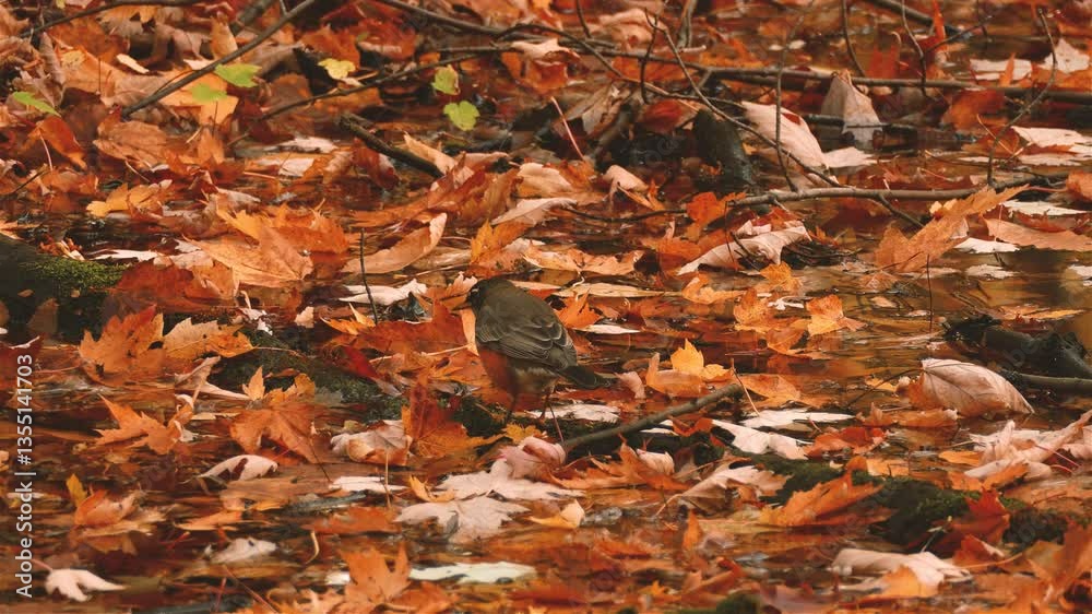  Autumn leaves scattered on the ground with warm sunlight filtering through the trees, creating a peaceful and cozy atmosphere.