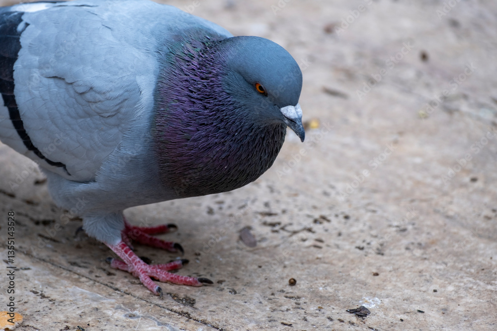 Fototapeta premium Flock of pigeons in the city center