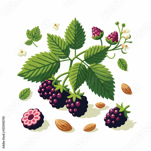 dewberry, blackberry, berry, fresh, food, organic, fruit, bramble, sweet, healthy, summer, ripe, juicy, background, leaf, natural, black, vegetarian, vitamin, closeup, white, nature, macro, dessert, i