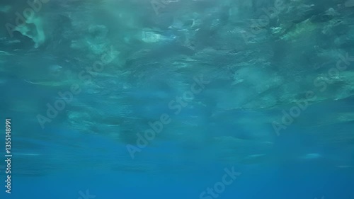 Exploring the Tranquility of Underwater Life in a Serene Ocean Environment