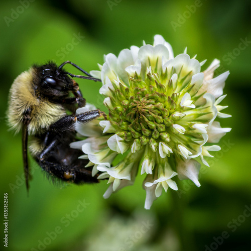 A bumblebee collects pollen from clover flower during spring.