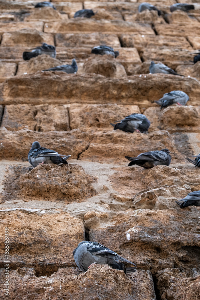 Fototapeta premium Flock of pigeons in the city center
