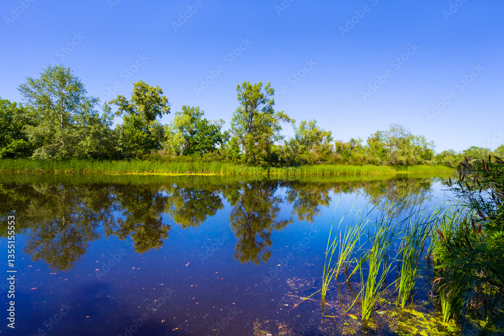 Obraz premium calm river with forest on coast at the summer day
