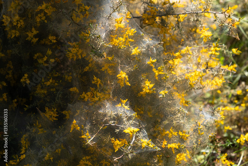 Mediterranean thorny shrub with yellow flowers, sunlit and picturesquely covered in cobwebs