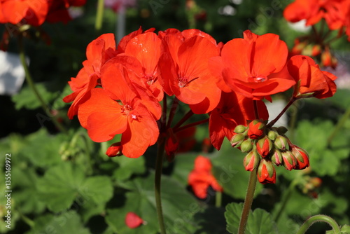 Orange flowers of zonal pelargonium (Pelargonium hortorum) in garden